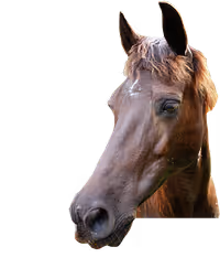 Horse head